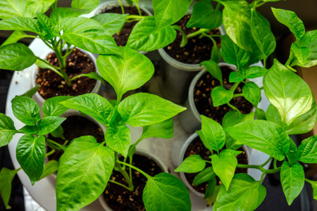 Bell pepper seedlings growing in a plastic cup. Top view.