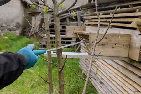 Garden saws used by men in spring to cut branches from fruit trees.