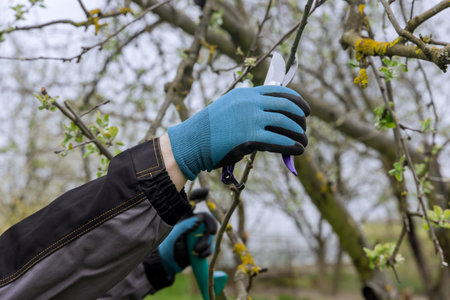 As spring approaches, men use pruning shears to cut branch from a fruit tree.
