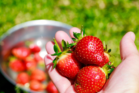 Woman holding big, red and ripe strawberries.の写真素材