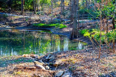 In the park, a forest of green trees reflects on the water surface.の写真素材