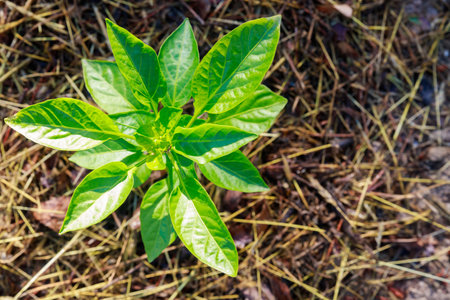 A sweet bell pepper seedling is planted in the ground.の写真素材