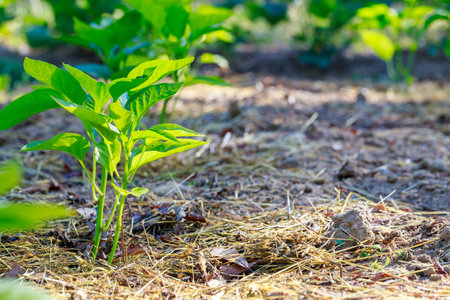 The sweet bell pepper seedlings are planted in the ground.の写真素材