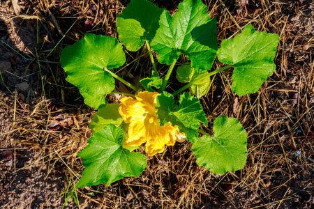 Bright yellow flower on a zucchini plant in bloom.の写真素材