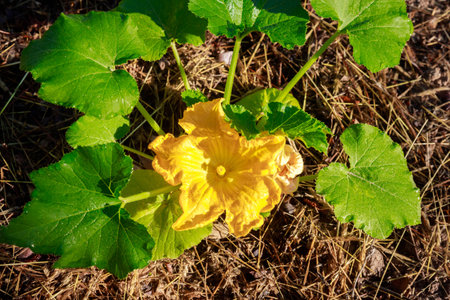 A bright yellow flower adorns a blooming zucchini plant.の写真素材