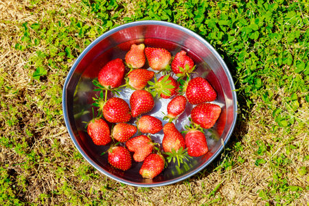 A garden strawberry washed in water after harvestの写真素材