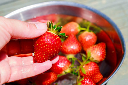 Garden red strawberries washed in water after harvestingの写真素材