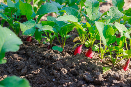 The garden is filled with ripe and red radishes.の写真素材