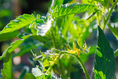 The tomato seedlings in the garden are blooming with yellow flowers.