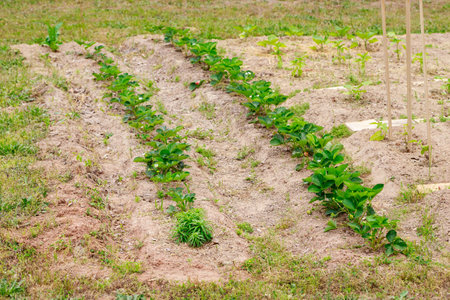 Beds with blooming strawberries in the garden.の写真素材