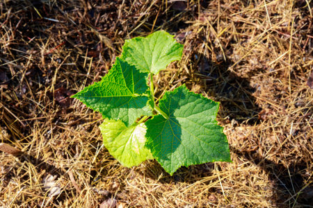 Cucumber seedlings planted in the ground at the beginning of the season.の写真素材