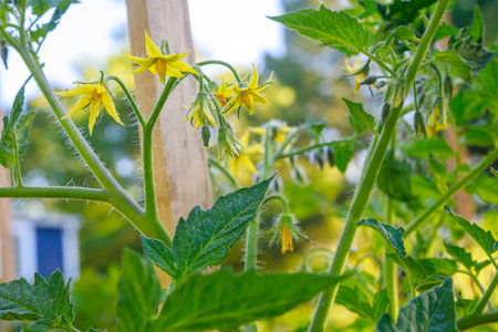 Blooming tomato seedlings with yellow flowers in the garden.の写真素材