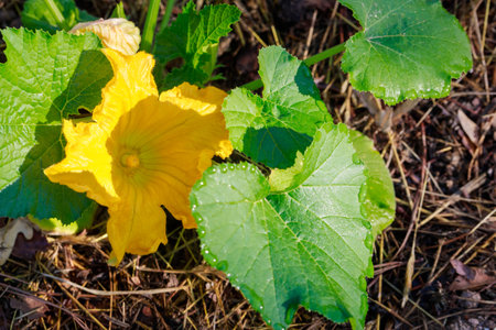 This zucchini plant has bright yellow flowers.の写真素材
