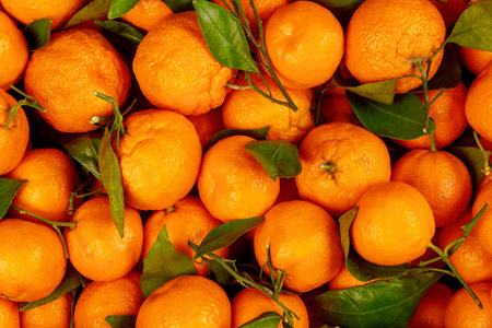 Ripe and juicy many tangerines with green leaves.の写真素材