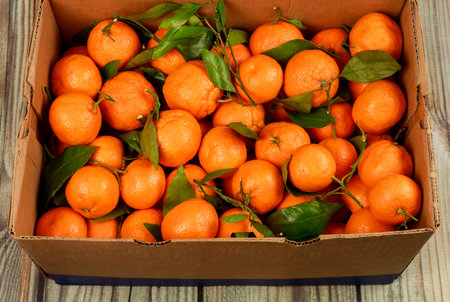 Fresh harvest of mandarin, tangerine with green leaves.の写真素材