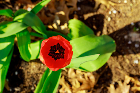 A vibrant red tulip stands tall amidst fresh green foliage and dark brown earth, symbolizing the arrival of spring in a tranquil garden.の写真素材