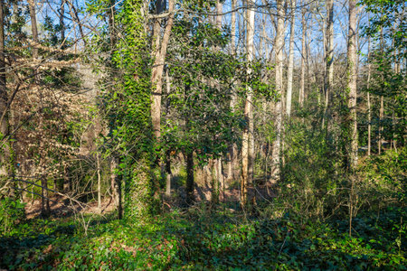 A serene forest landscape showcasing tall trees surrounded by lush greenery. Sunlight filters through branches, creating a peaceful atmosphere in early spring.の写真素材