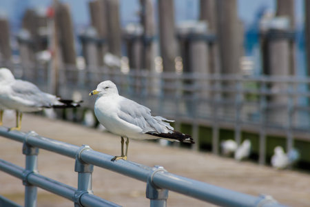 A seagull stands perched on a railing overlooking a bustling harbor. Bright sunlight illuminates the scene as other birds are scattered nearby, enjoying the vibrant waterfront atmosphere.の写真素材