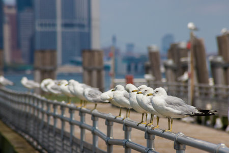 A group of seagulls is perched on a railing along a waterfront. The city skyline rises in the background under a clear blue sky, showcasing a vibrant summer atmosphere.の写真素材