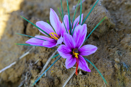 Bright purple saffron crocus flowers blooming in earth, showcasing delicate petals and vibrant colors against backdrop of rich brown soil and green strands.の写真素材