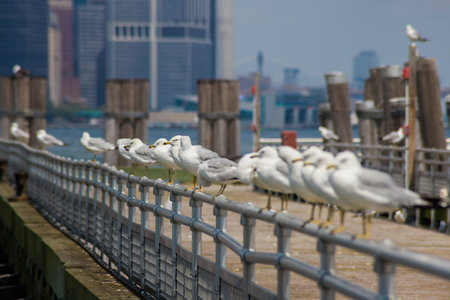 Flock of seagulls resting on railing beside water, with tall buildings of bustling city visible beyond. Weather clear, highlighting urban landscape.の写真素材