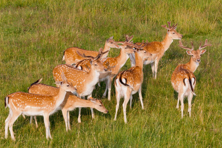 A herd of young deer are resting on the meadowの写真素材