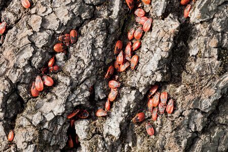 Trunk of the tree of destructive worms themの写真素材