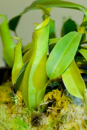 Carnivorous plant Nepenthes family, with beautifully educated pitcher の写真素材