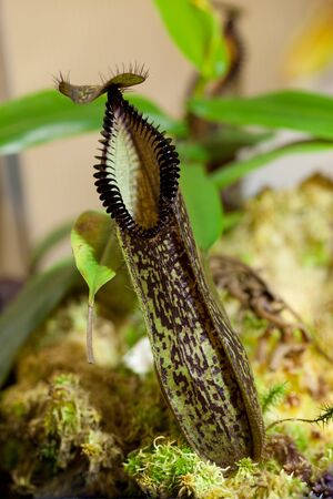 Carnivorous plant Nepenthes family, with beautifully educated pitcher の写真素材