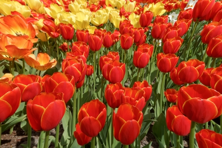 
Red, yellow and orange tulips, a photo from the top, vertical の写真素材