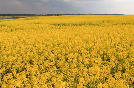 Maturing field with yellow rape flowers の写真素材