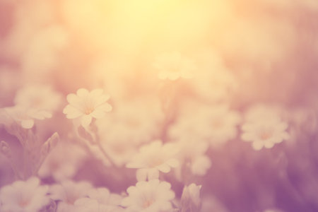 Vintage flowerの写真素材