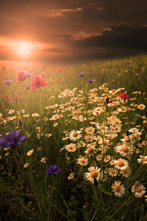Rural landscape with lots of wild flowers in sunset