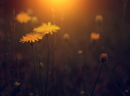 Vintage photo of dandelion in sunsetの写真素材