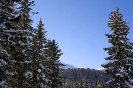 A picture of snow covered trees framing a distant view of mountains on a bright sunny day in the Alpsの写真素材