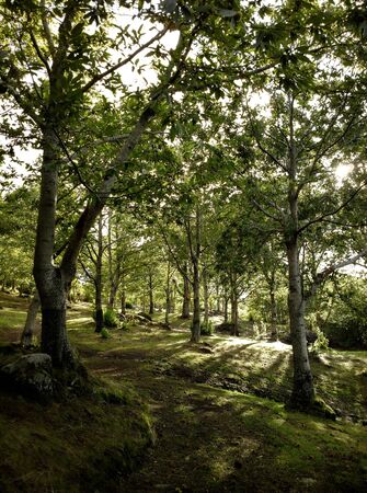 Autumn Leaves, Autumn Treen, Chestnut trees. Green Grass, peaceful scenery,の写真素材