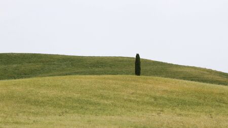 orcia valley. valdorcia. montalcino, tuscany. italy. cypress tree. daylight. green grass. hills.の写真素材