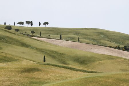 orcia valley. valdorcia. montalcino, tuscany. italy. cypress tree. daylight. green grass. hills.の写真素材