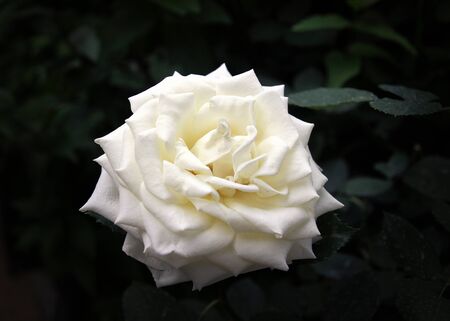 white yellow rose portrait closeup leaf dark backgroundの写真素材