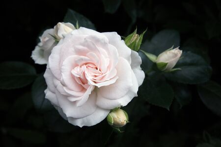 white rose portrait blossom leaf dark backgroundの写真素材