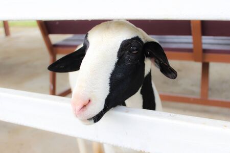 Little goat in the farm.の写真素材