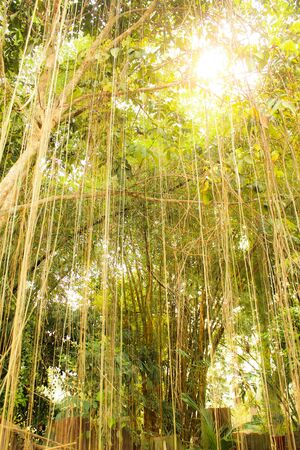 Sunny of nature.の写真素材