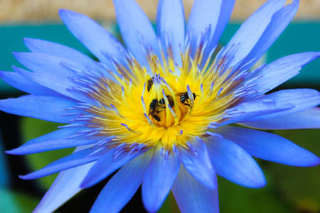 Bees with lotus purple.の写真素材