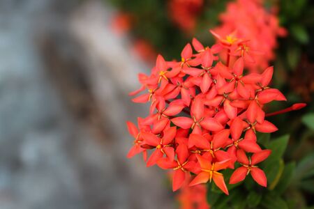 Spike flower colorful.の写真素材