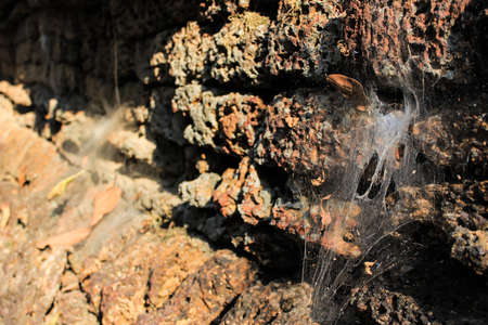 The cobweb at Sri Satchanalai historical park from Thailand.の写真素材