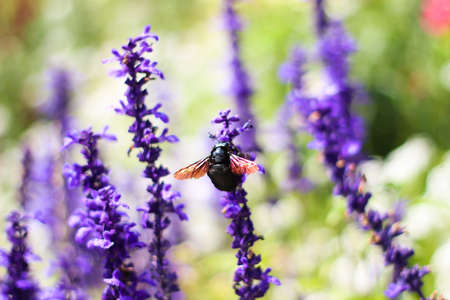 Purple flowers with insect in the garden.の写真素材