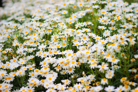 Daisy flowers in the garden.の写真素材