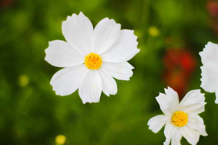 White flowers in the garden.の写真素材