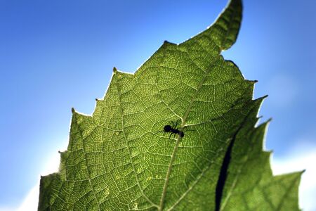 Ant on green leave leaf against the skyの写真素材