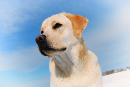 Labrador Retriever winter field sky sun walk